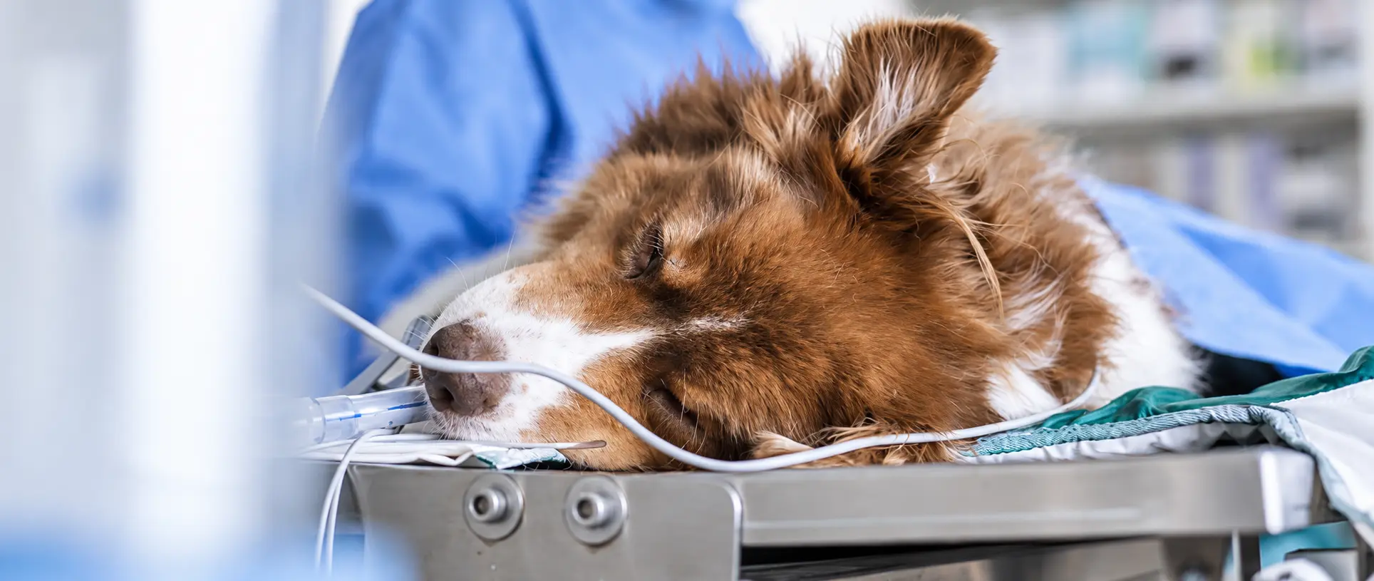Anaesthesia Monitoring