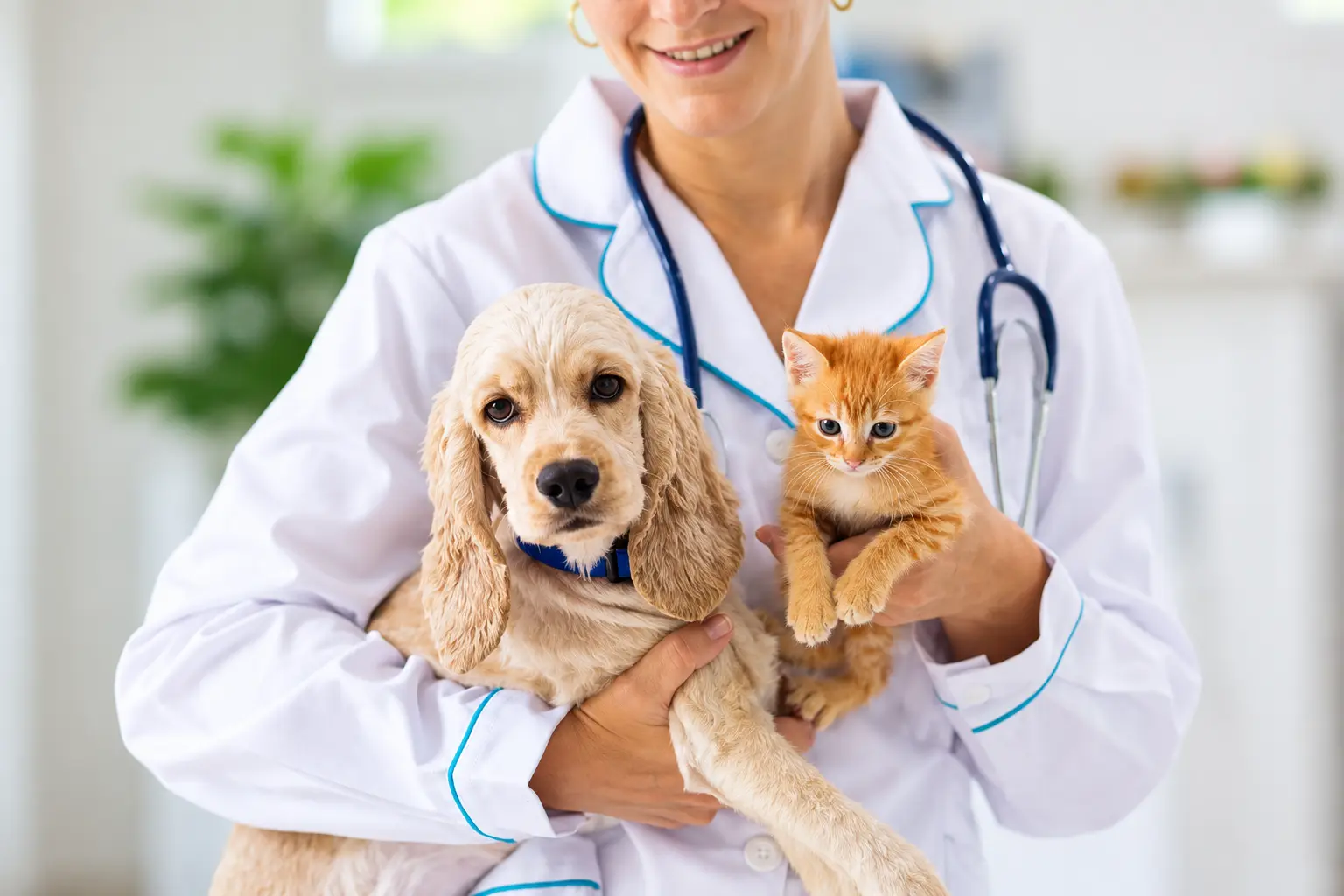 Veterinarian holding a puppy and a kitten