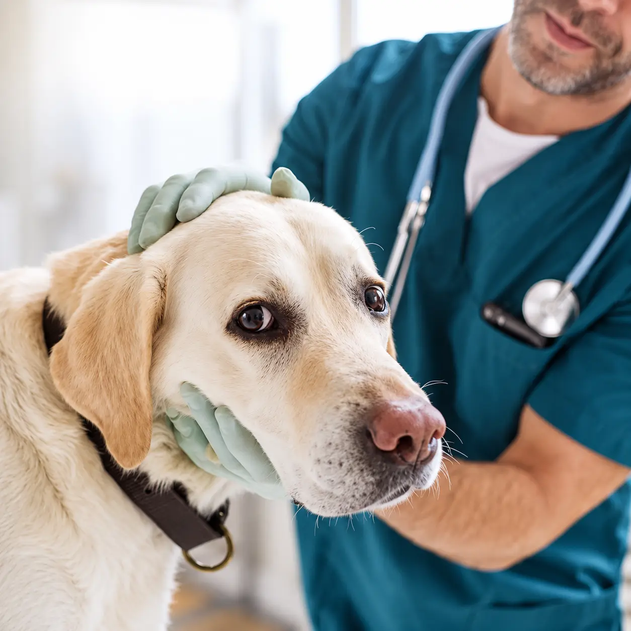 Veterinarian examining a dog