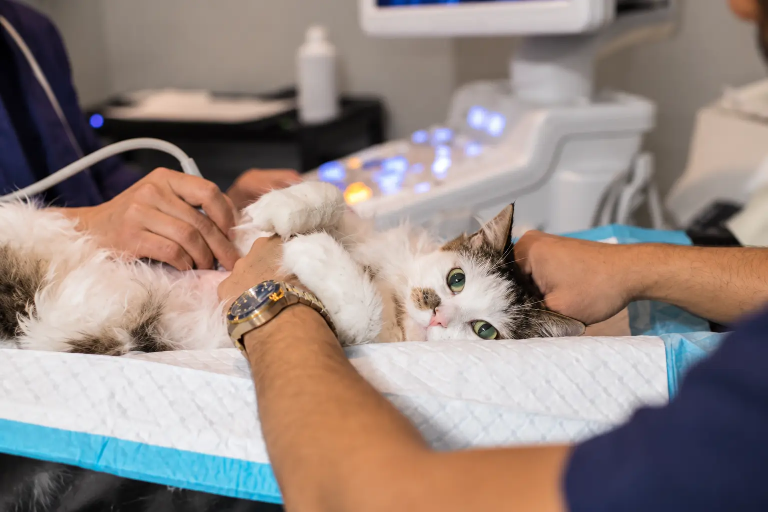Cat having an ultrasound scan